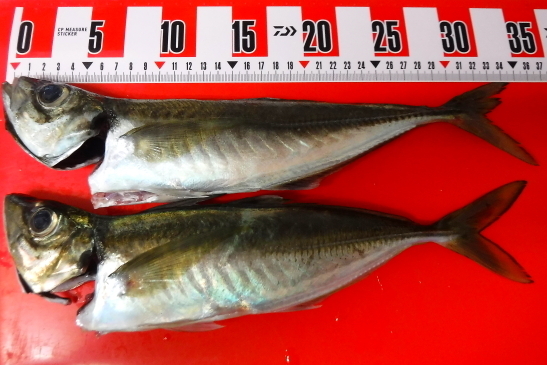 210922庄治郎丸09.JPG