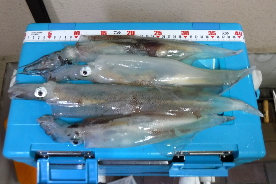 220413庄治郎丸ヤリイカ06.JPG