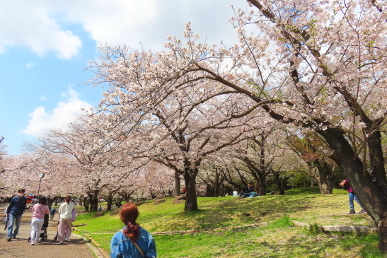 230330桜01.JPG