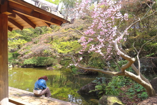 230330桜02.JPG