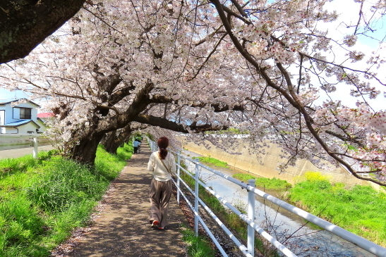 230330桜03.JPG