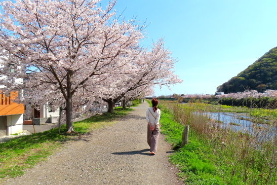 230330桜05.JPG