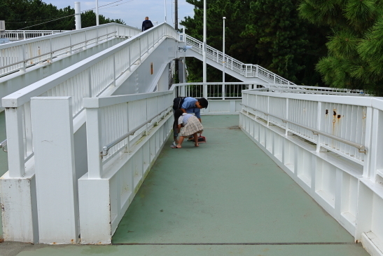 231014陸橋清掃095A7167.JPG