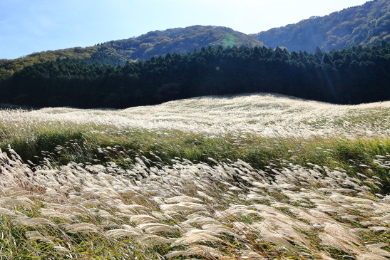 231019箱根095A7206.JPG