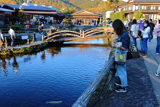 231102河口湖095A7716.JPG