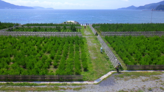 RIMG0626230706岩手波板.JPG